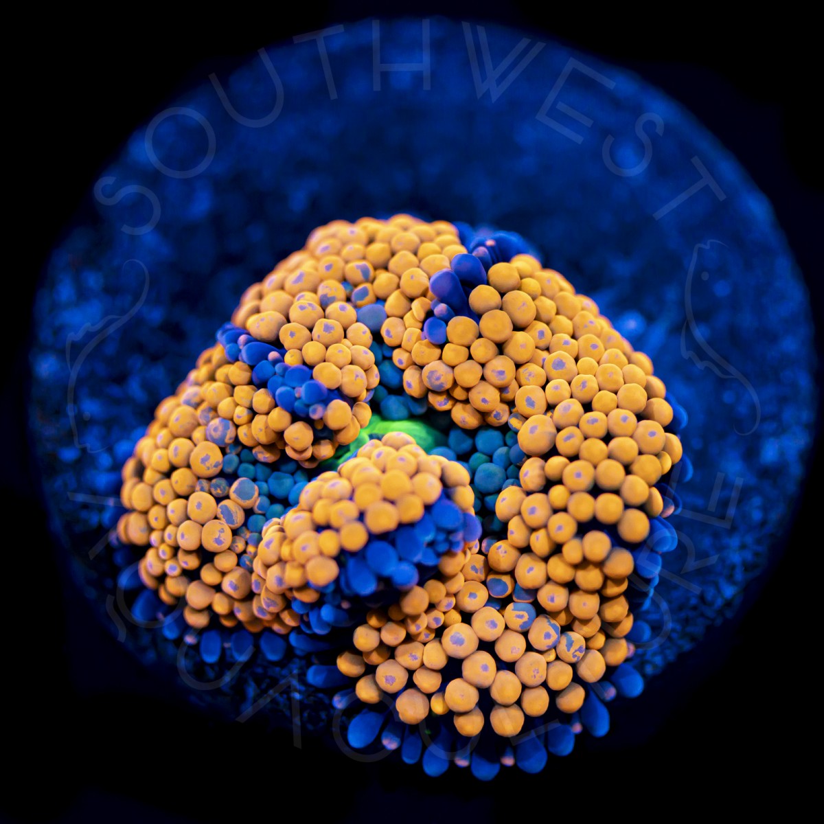 Ultra Ricordea Florida - WYSIWYG