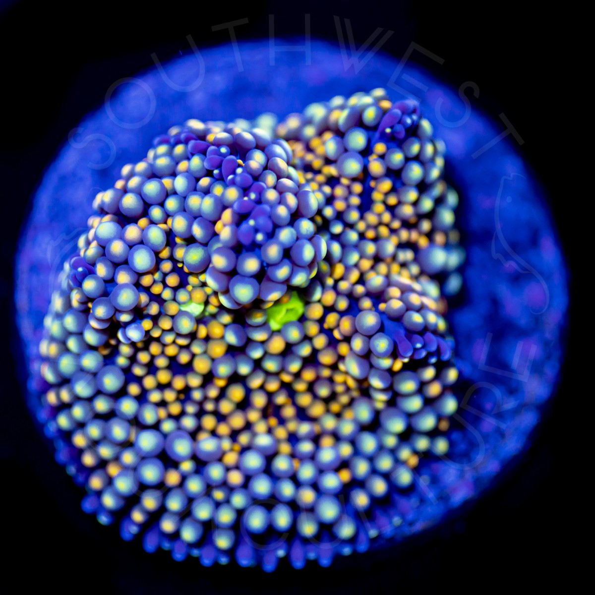 Ultra Ricordea Florida - WYSIWYG