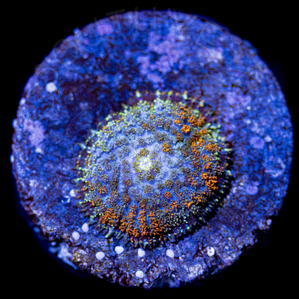 SWA Gumdrop Shroom - WYSIWYG