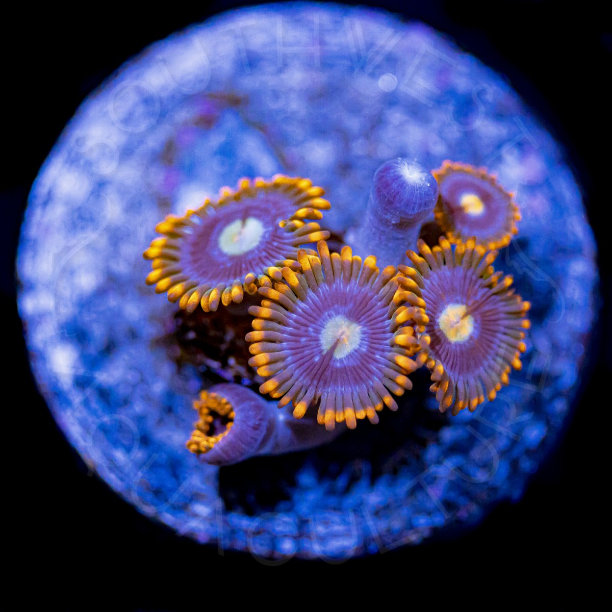 Sunburst Zoanthids - WYSIWYG