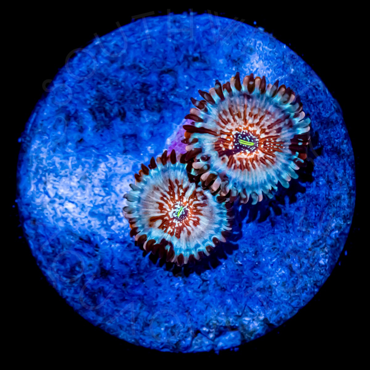 Seduction Paly - WYSIWYG