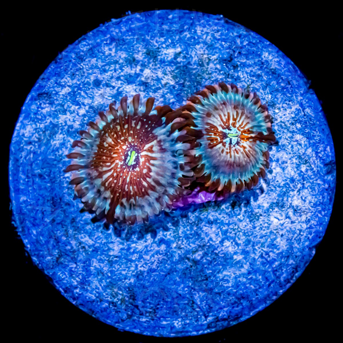 Seduction Paly - WYSIWYG