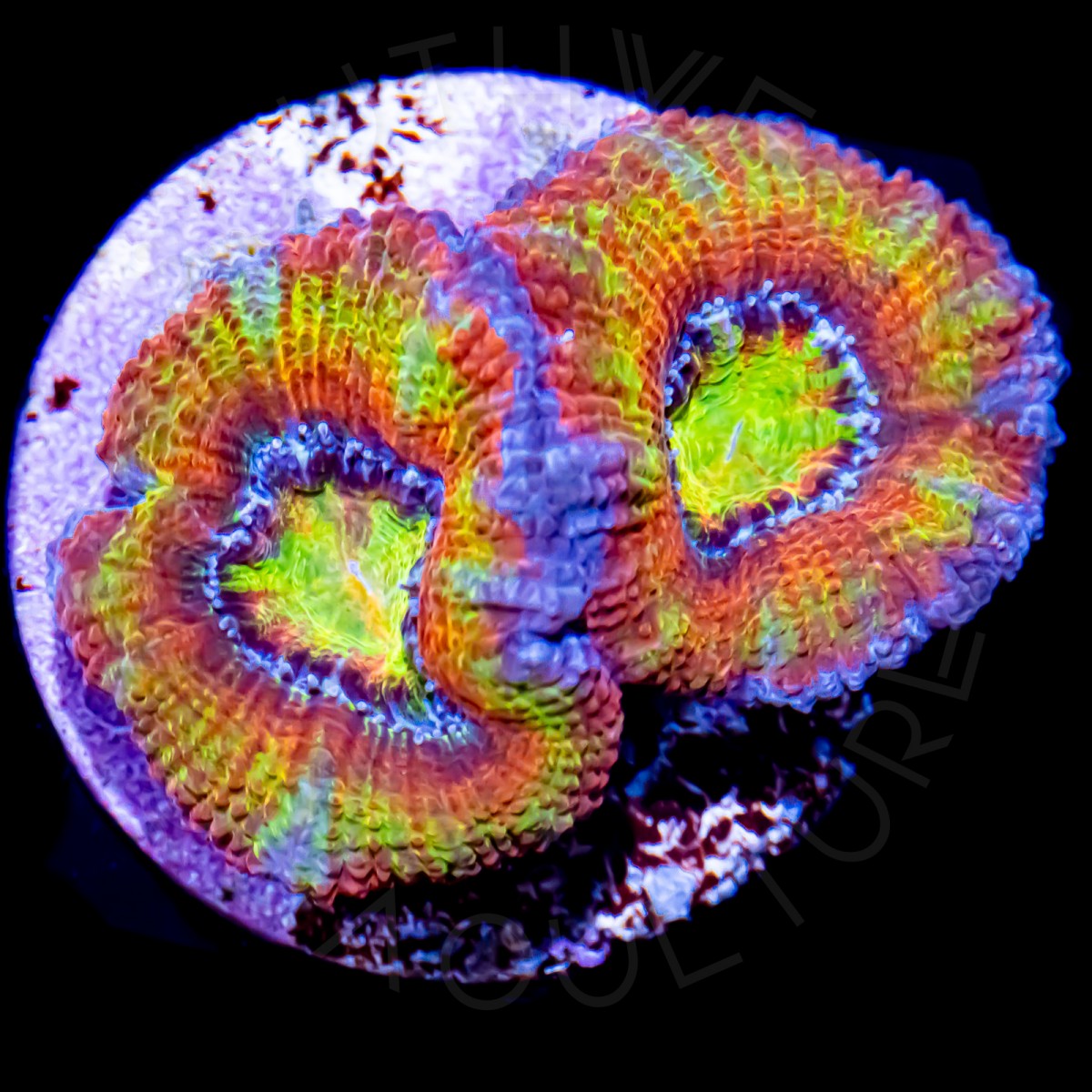 Candy Apple Rainbow Lord - WYSIWYG