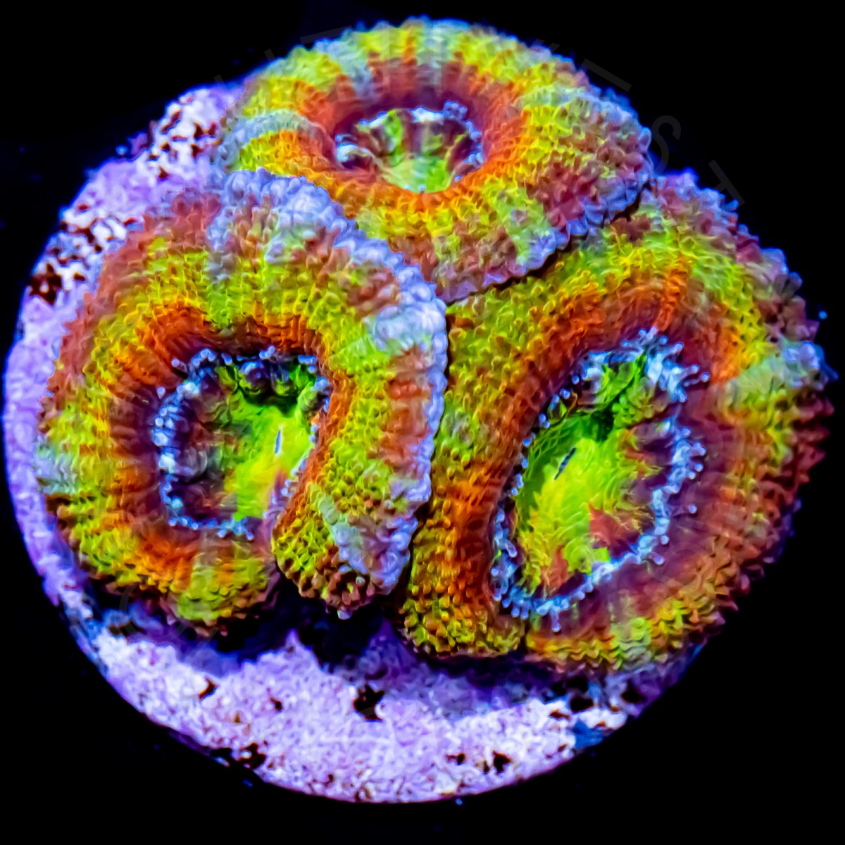 Candy Apple Rainbow Lord - WYSIWYG