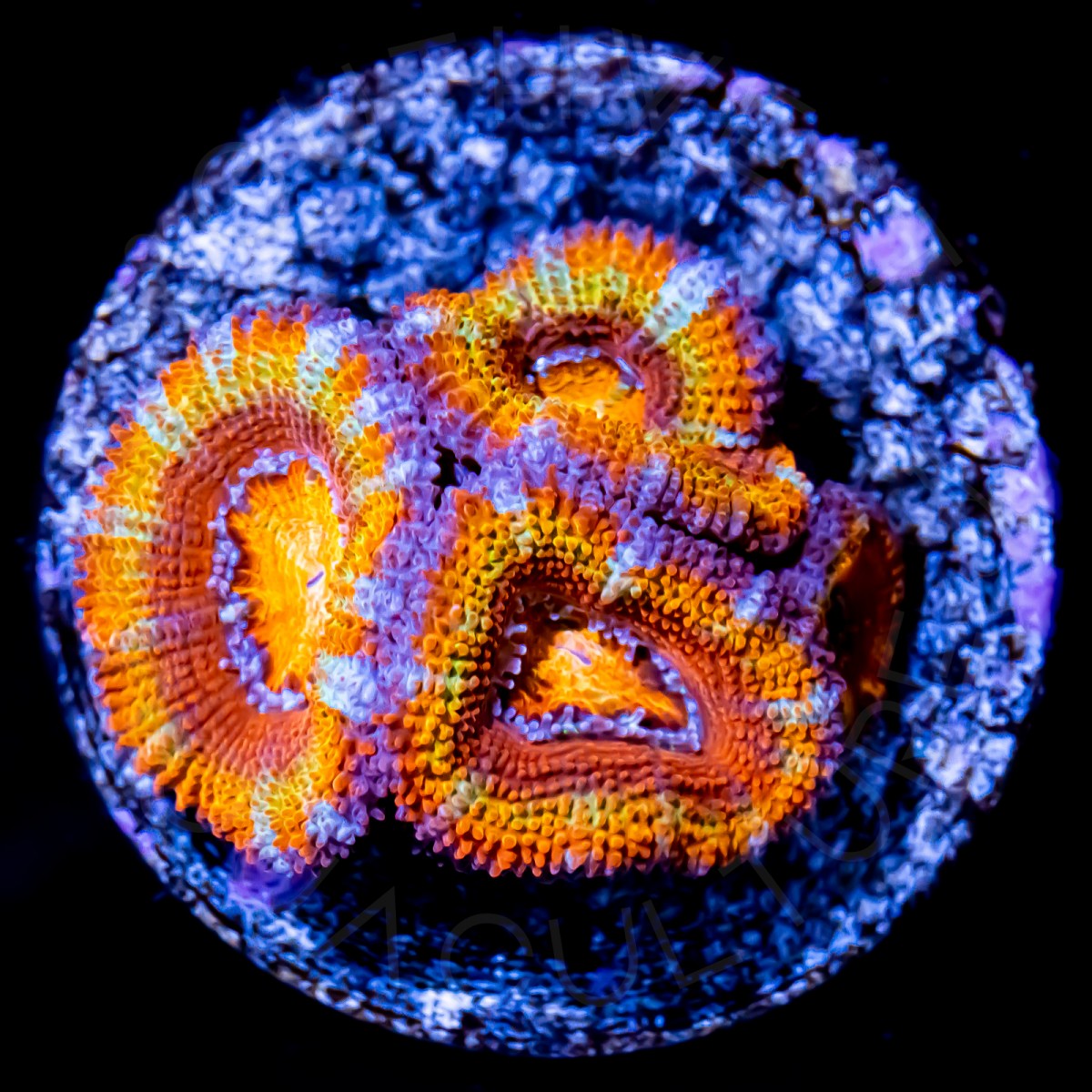 Mango Tango Rainbow Lord - WYSIWYG