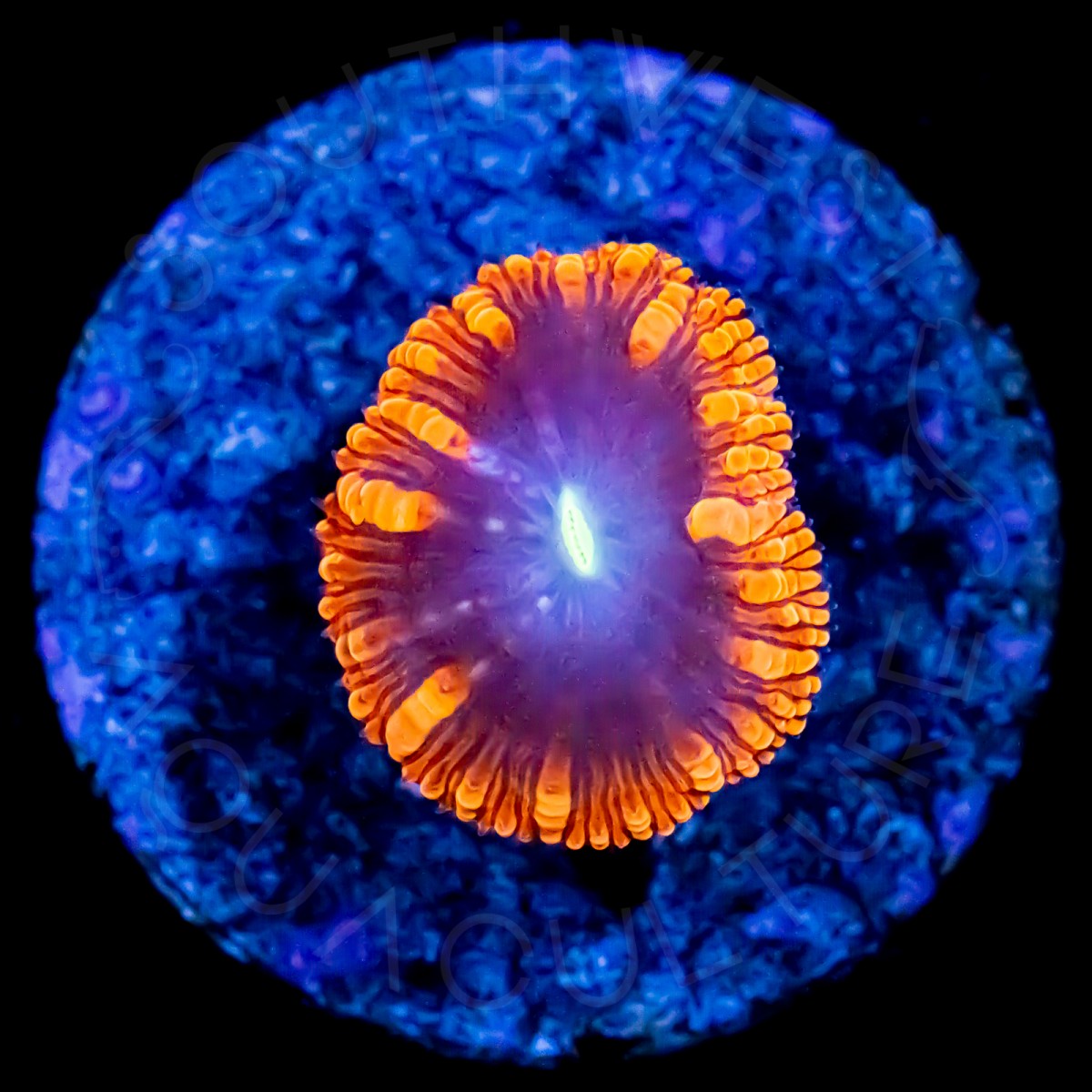 Phoenix Sun Blasto - WYSIWYG