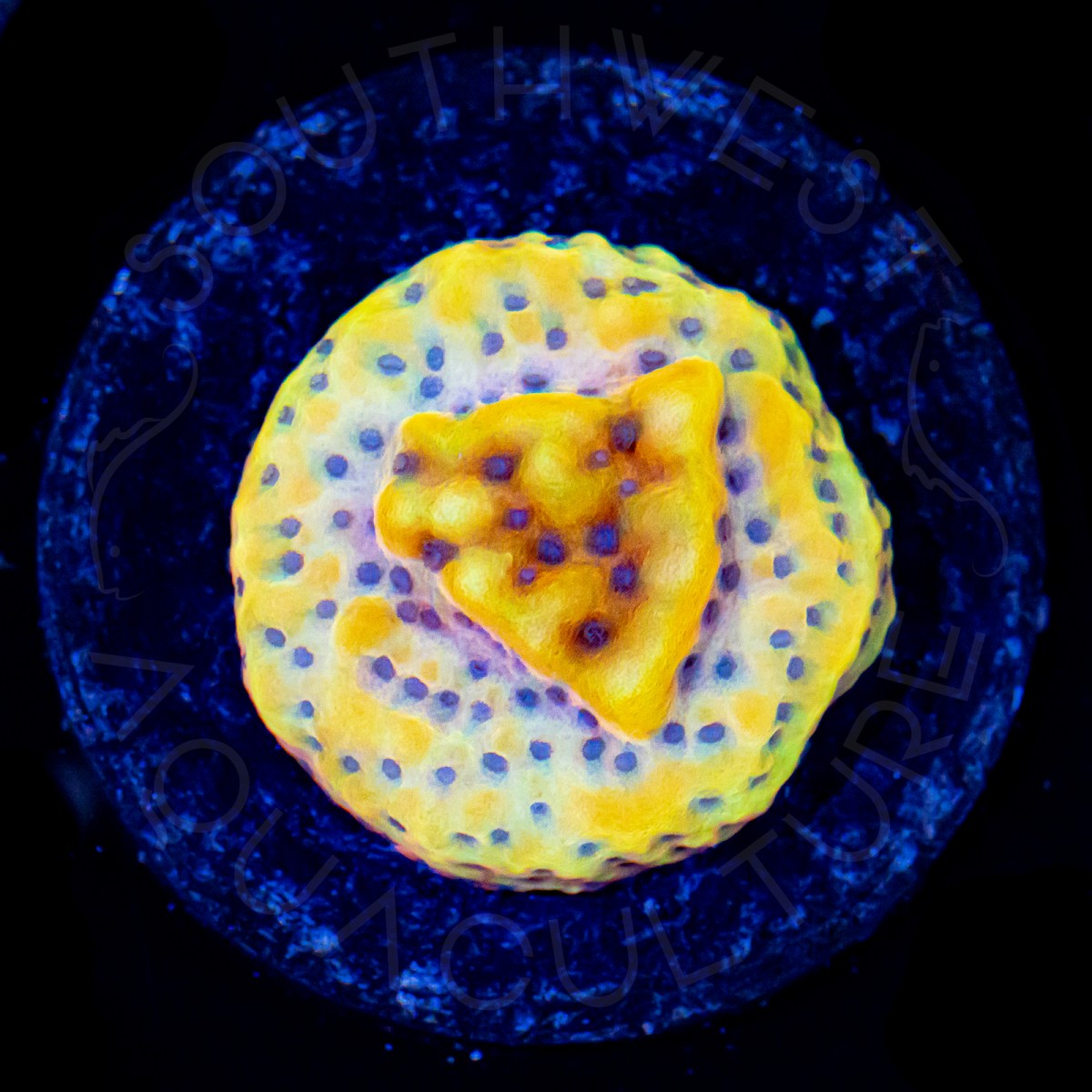 Hyperwave Montipora - WYSIWYG
