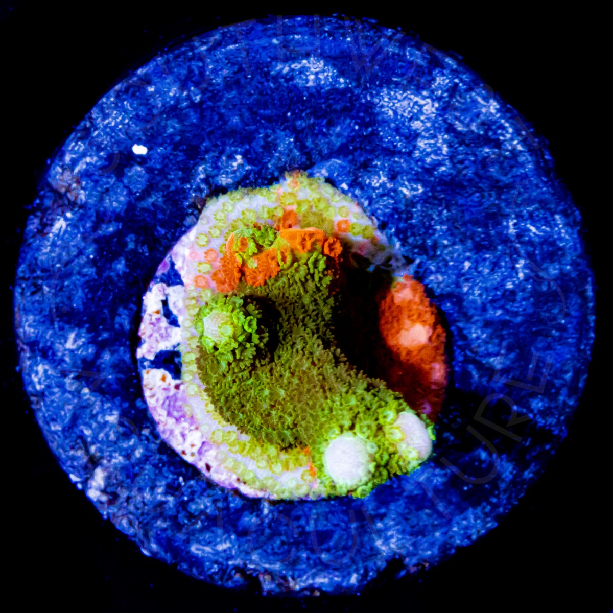 Grafted Montipora Digitata - WYSIWYG