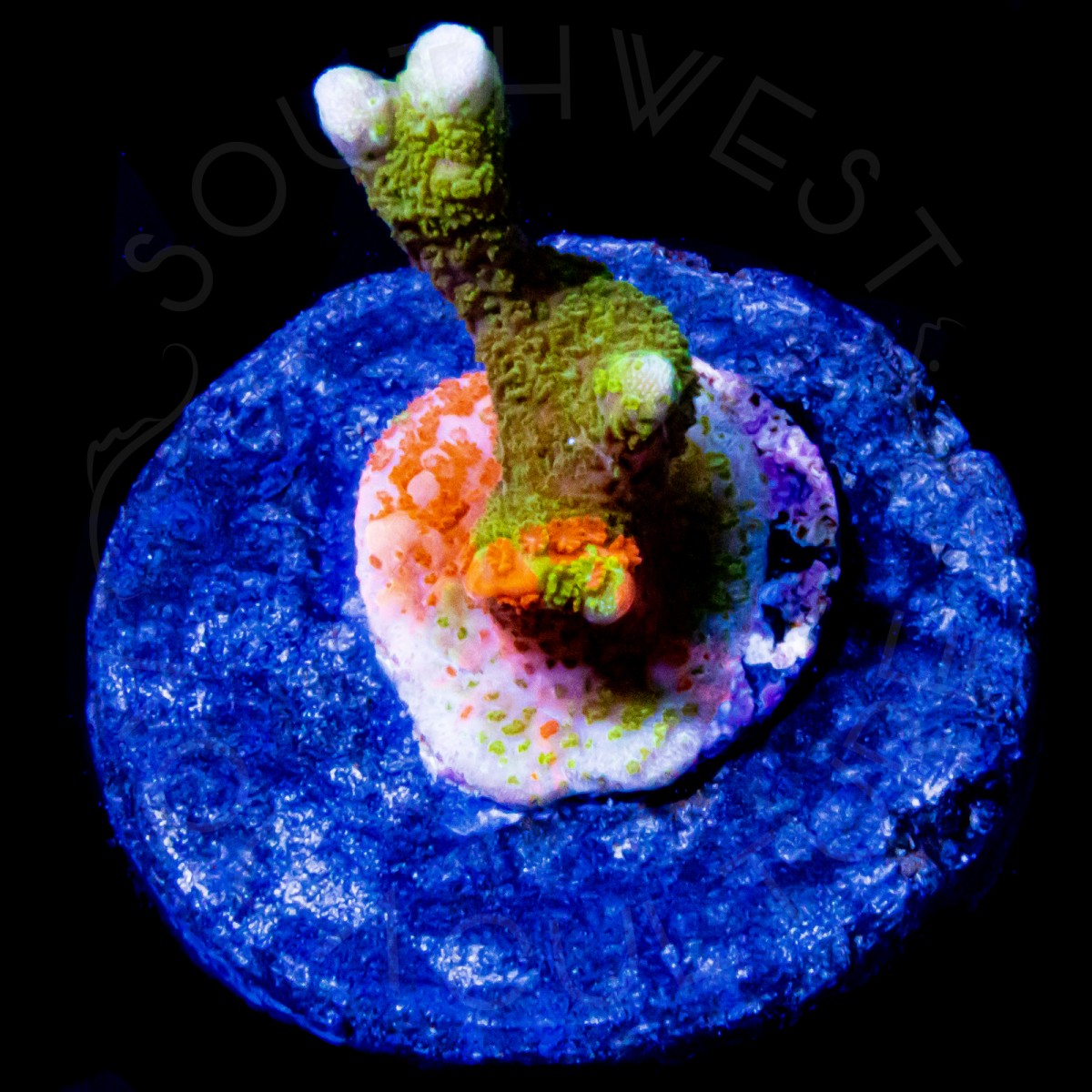 Grafted Montipora Digitata - WYSIWYG