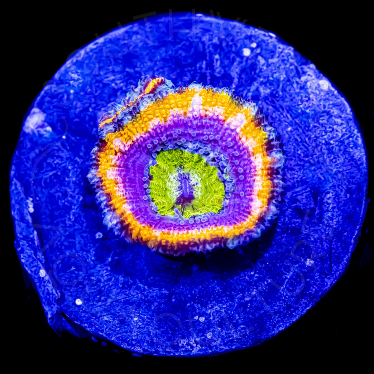 Laker Lords - WYSIWYG