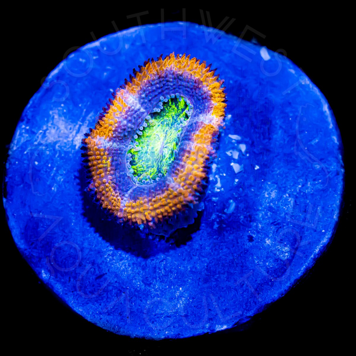 Viking Lord - WYSIWYG