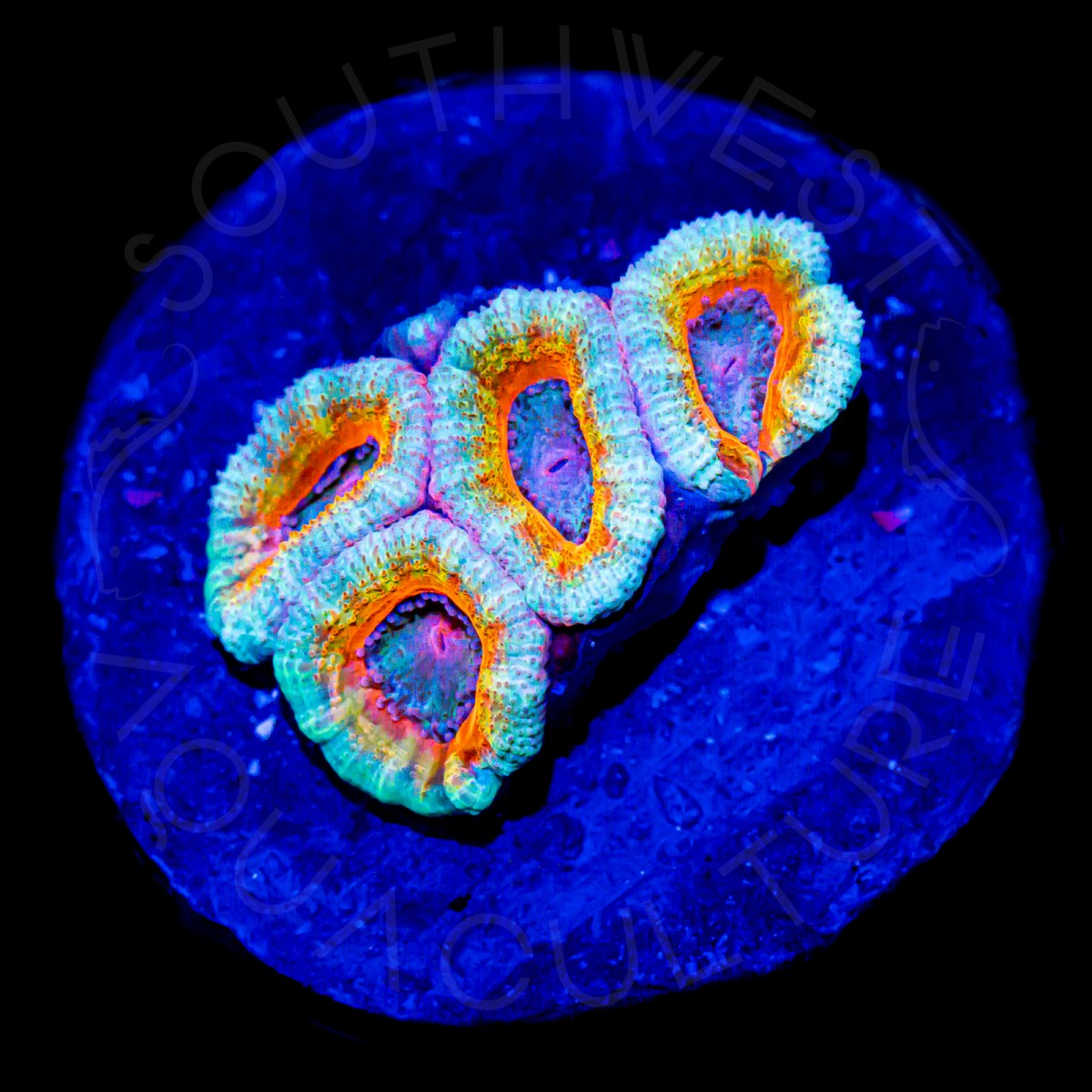 Starlight Lord - WYSIWYG