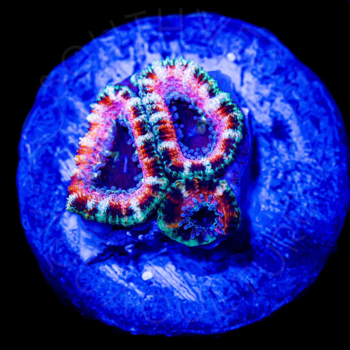 Jolly Rancher Lord - WYSIWYG