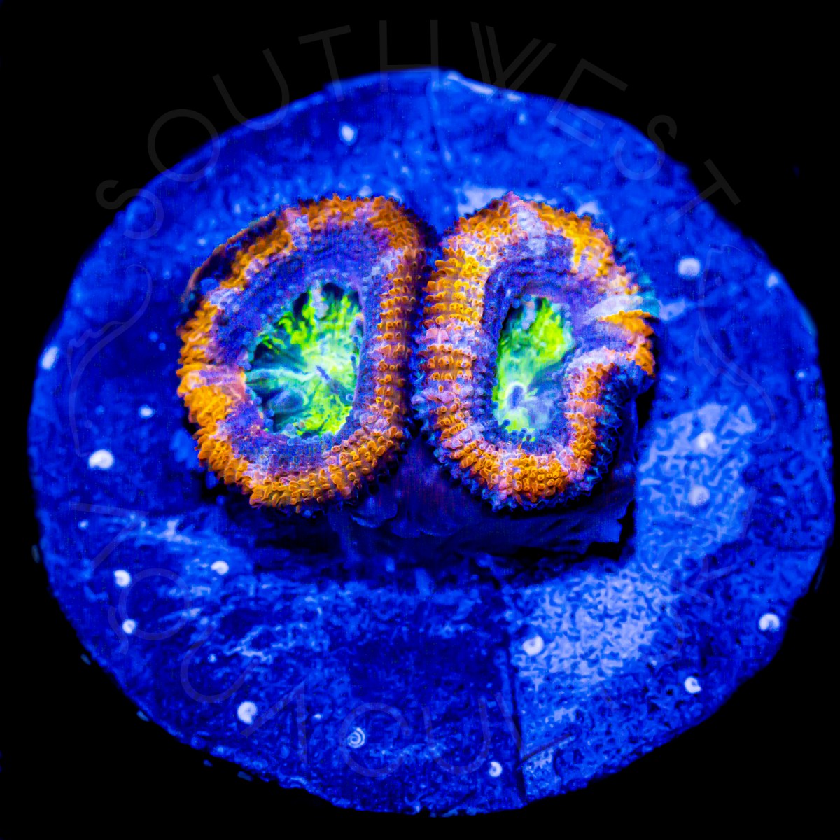 Viking Lord - WYSIWYG