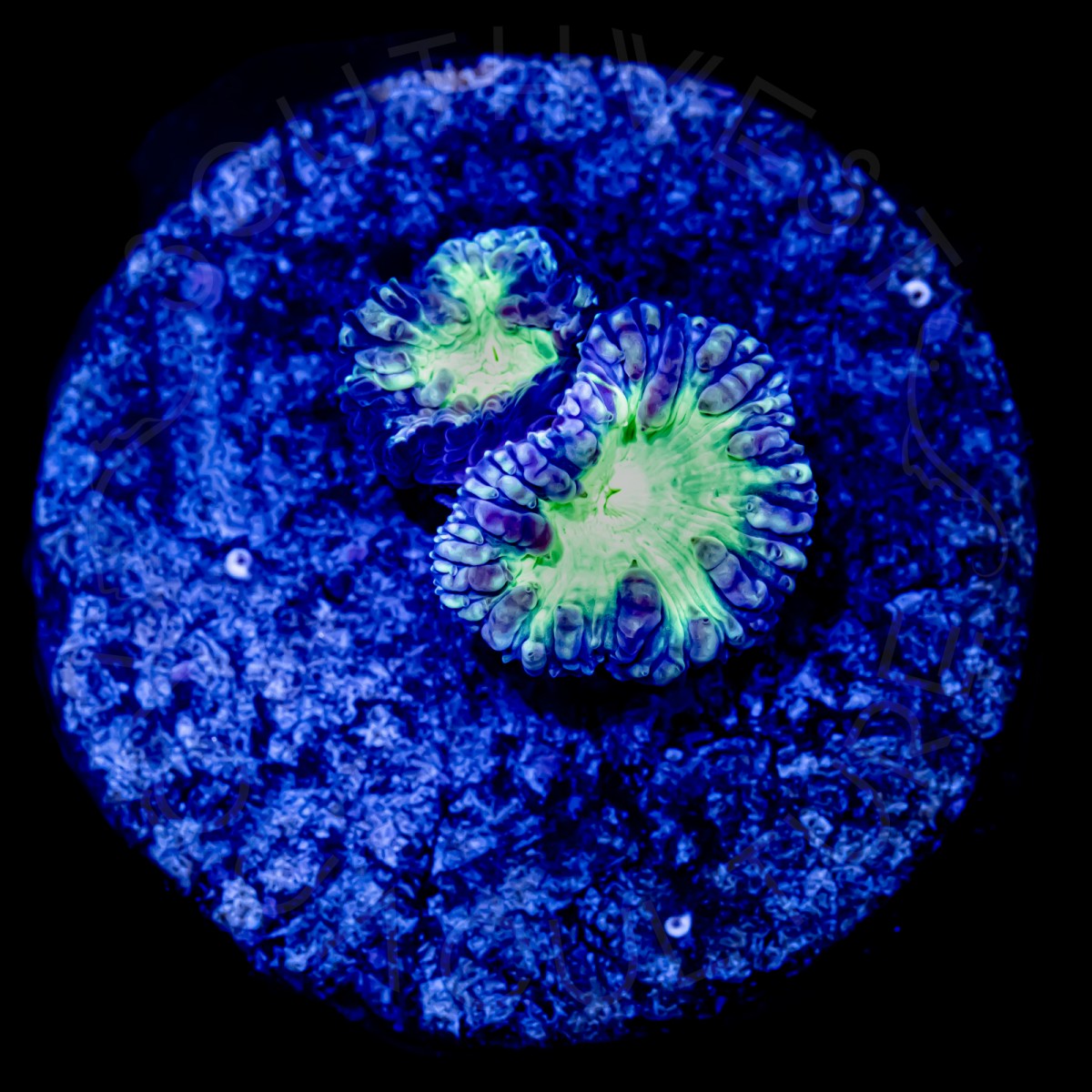 Purple Heart Blasto - WYSIWYG