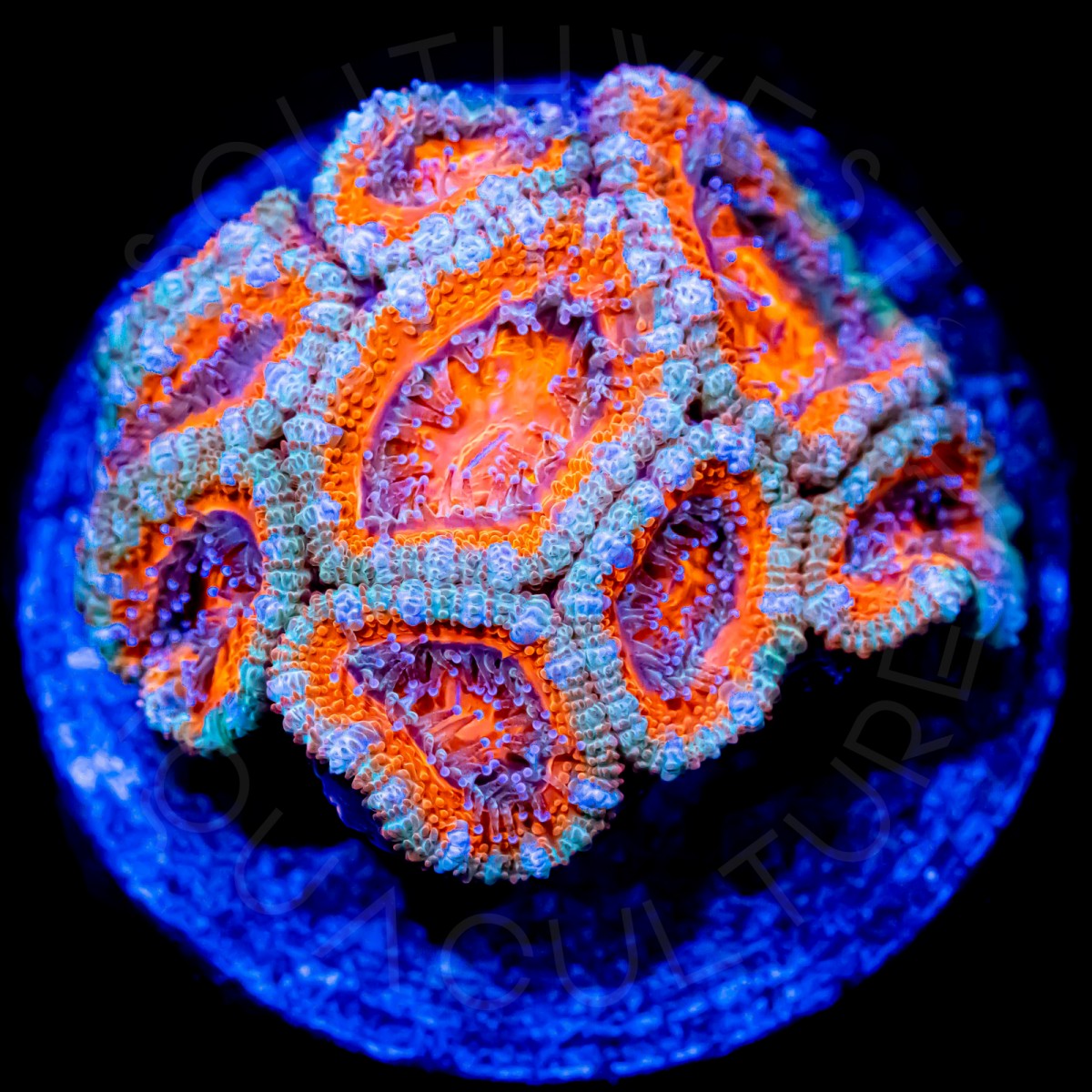 Tangerine Lords - WYSIWYG