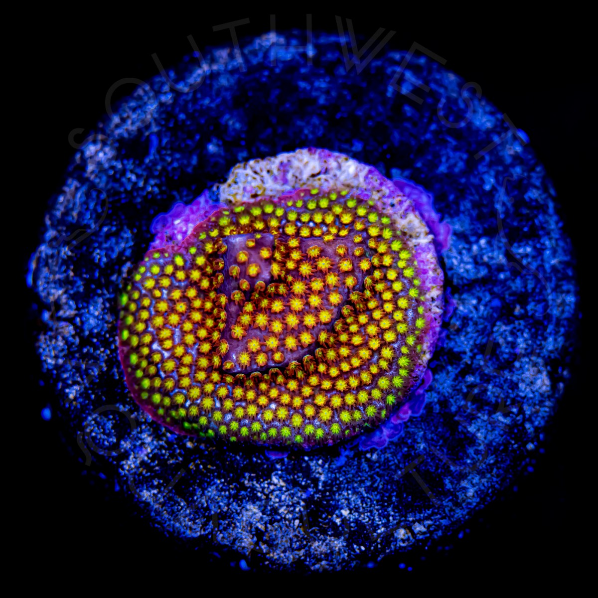 Molten Core Stylocoeniella - WYSIWYG