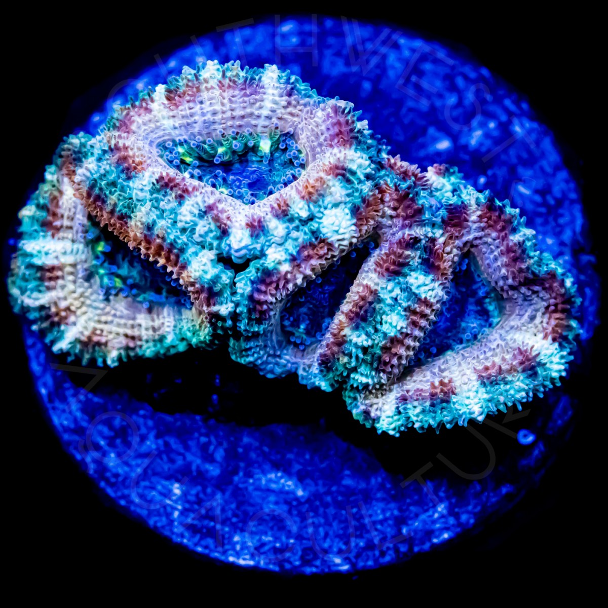 Bronze Aussie Lord - WYSIWYG