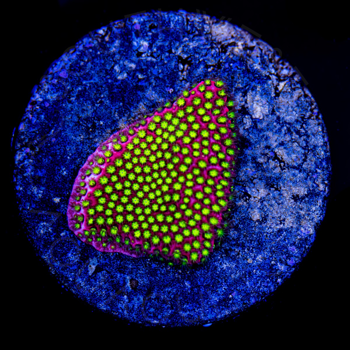 WWC Electric Daisy Stylocoeniella - WYSIWYG
