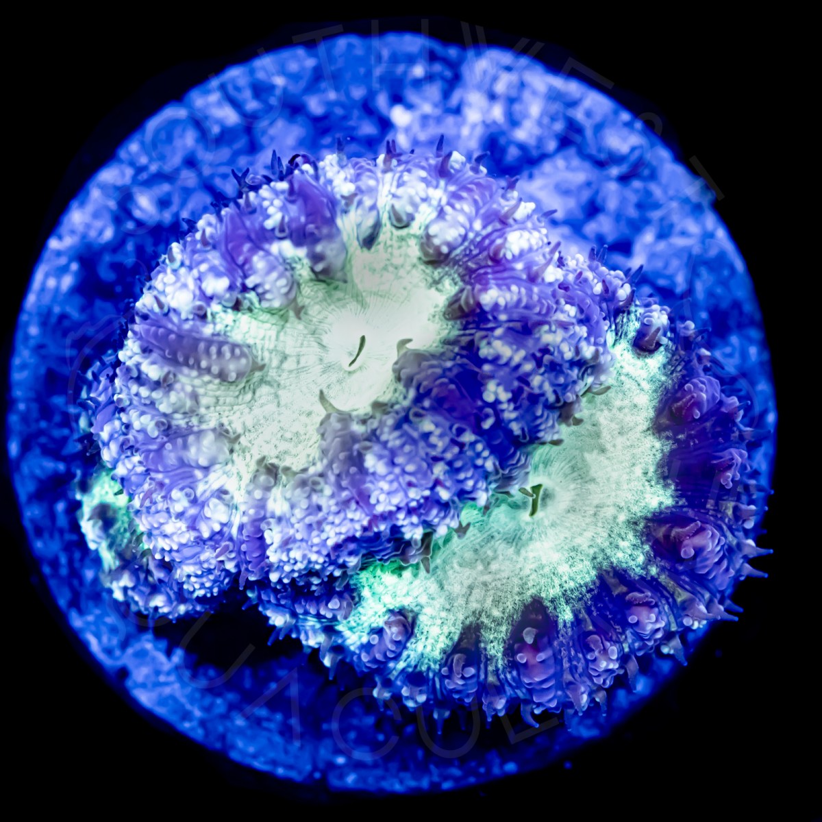 Purple Heart Blasto - WYSIWYG