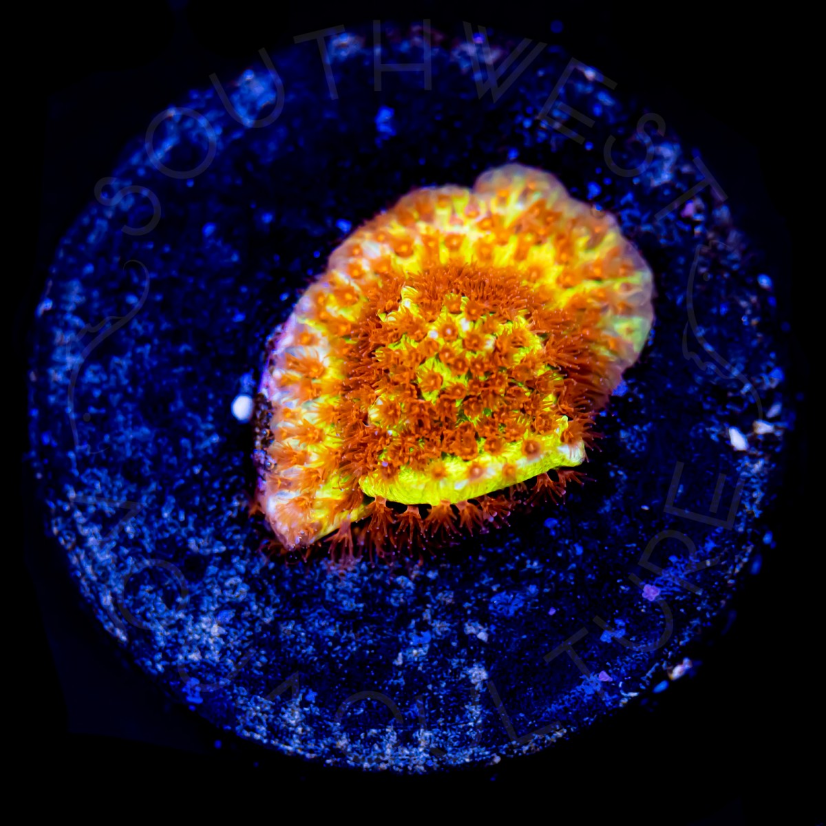 Burning Banana Stylocoeniella - WYSIWYG