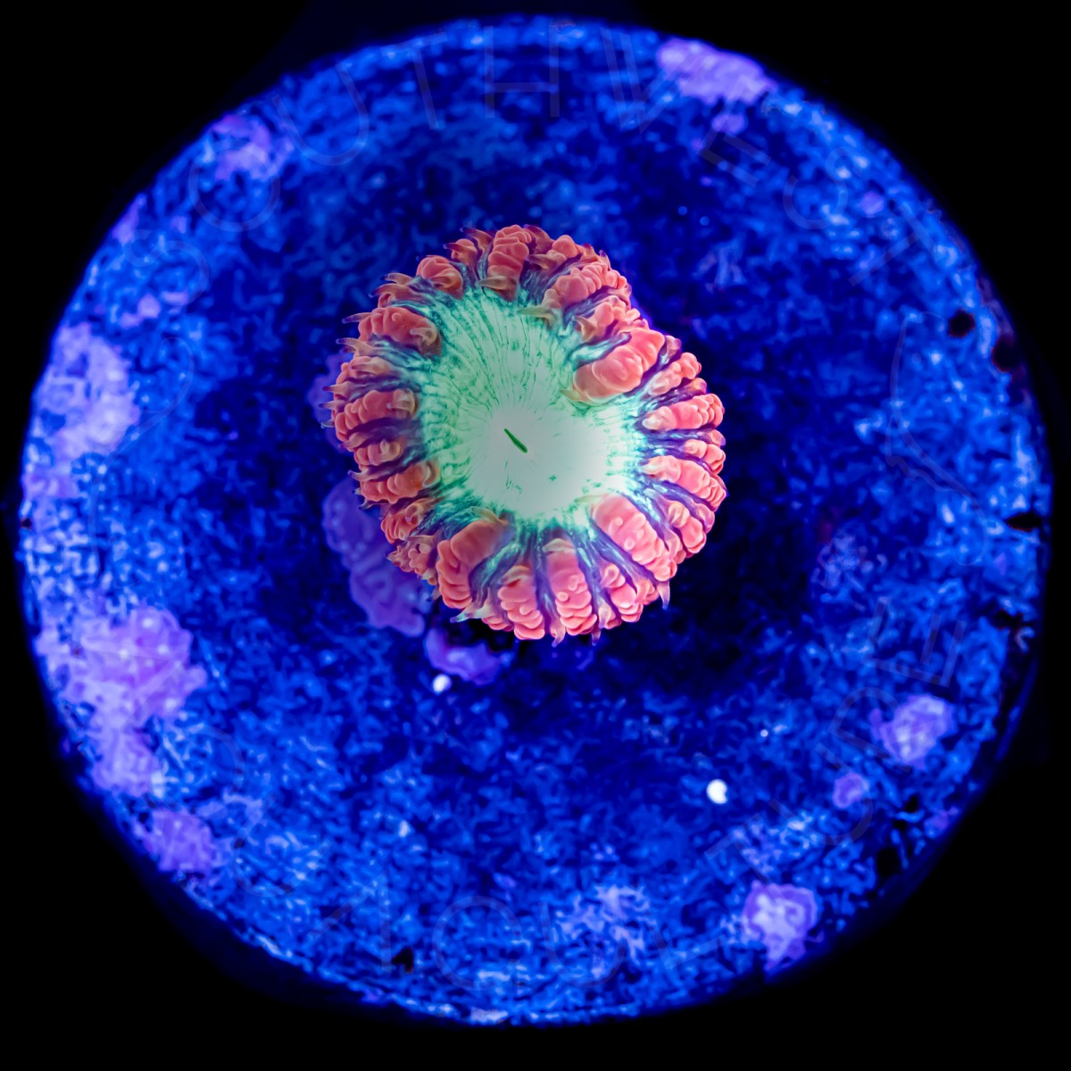 Royal Red Blasto - WYSIWYG