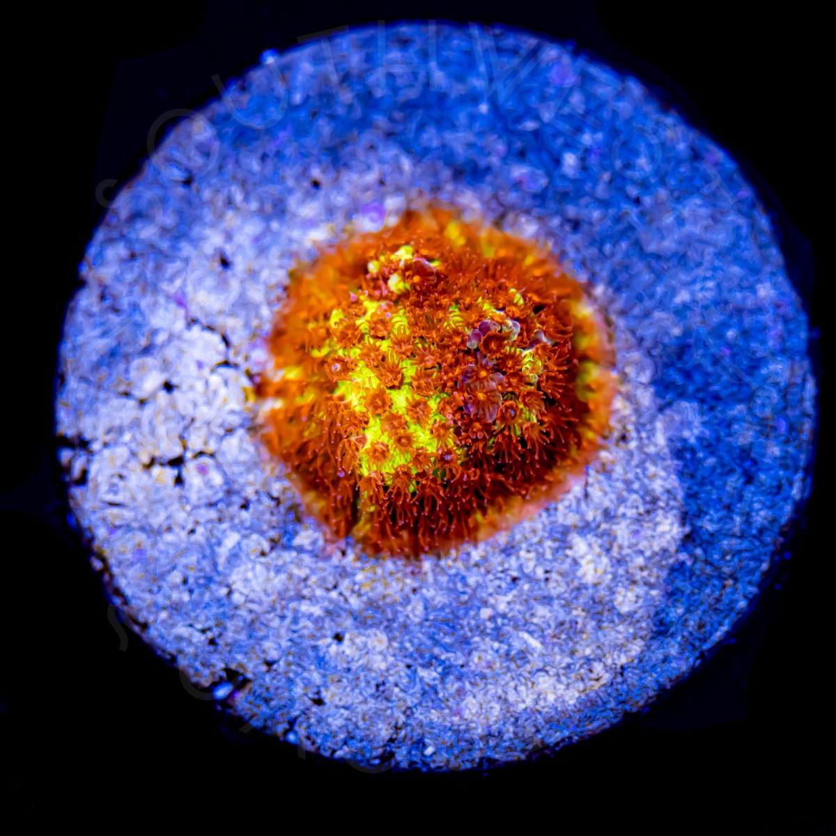 Burning Banana Stylocoeniella - WYSIWYG