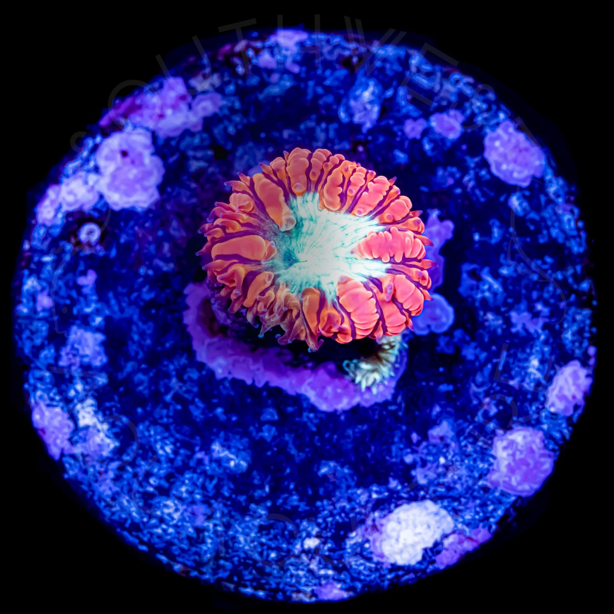 Royal Red Blasto - WYSIWYG