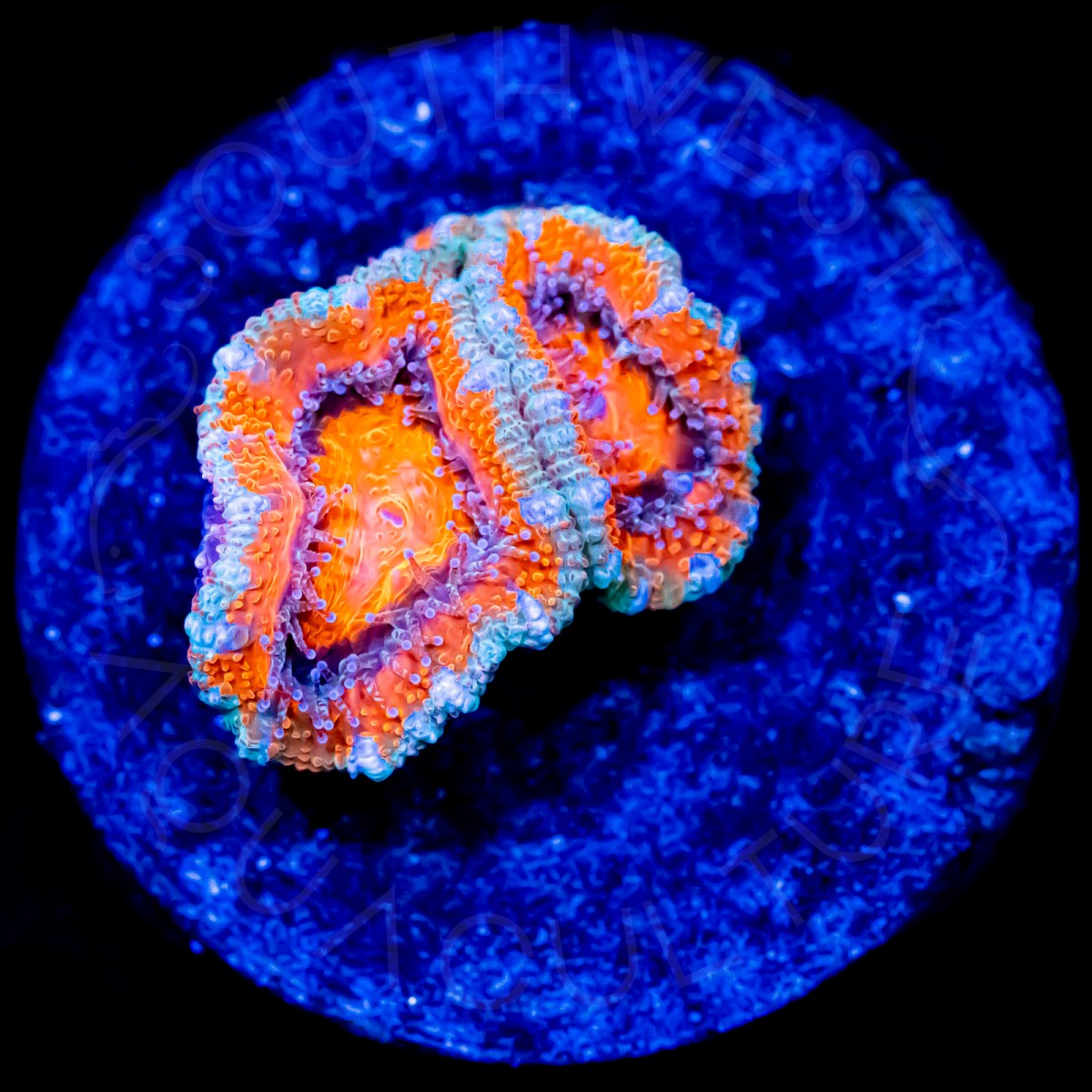 Tangerine Lords - WYSIWYG