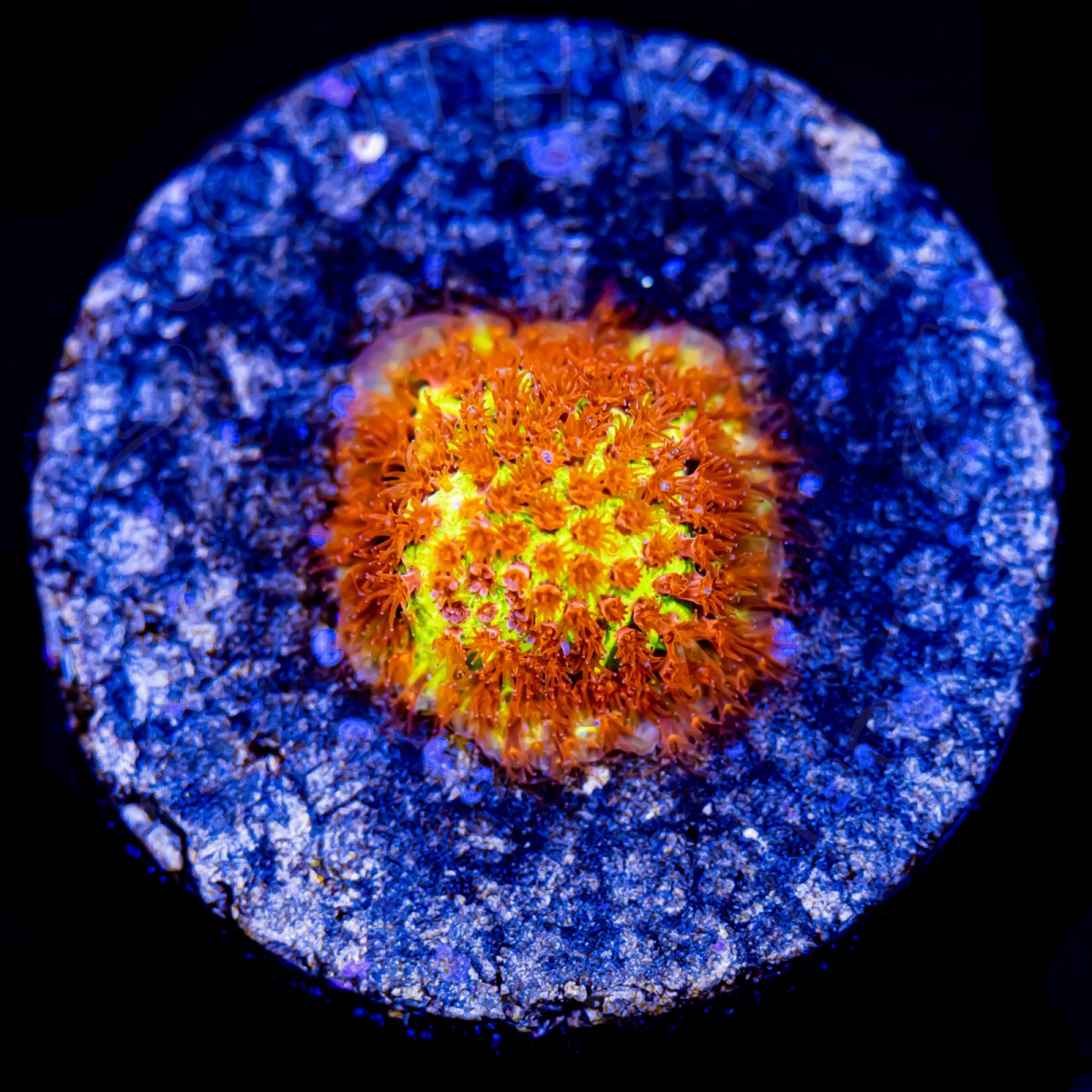 Burning Banana Stylocoeniella - WYSIWYG