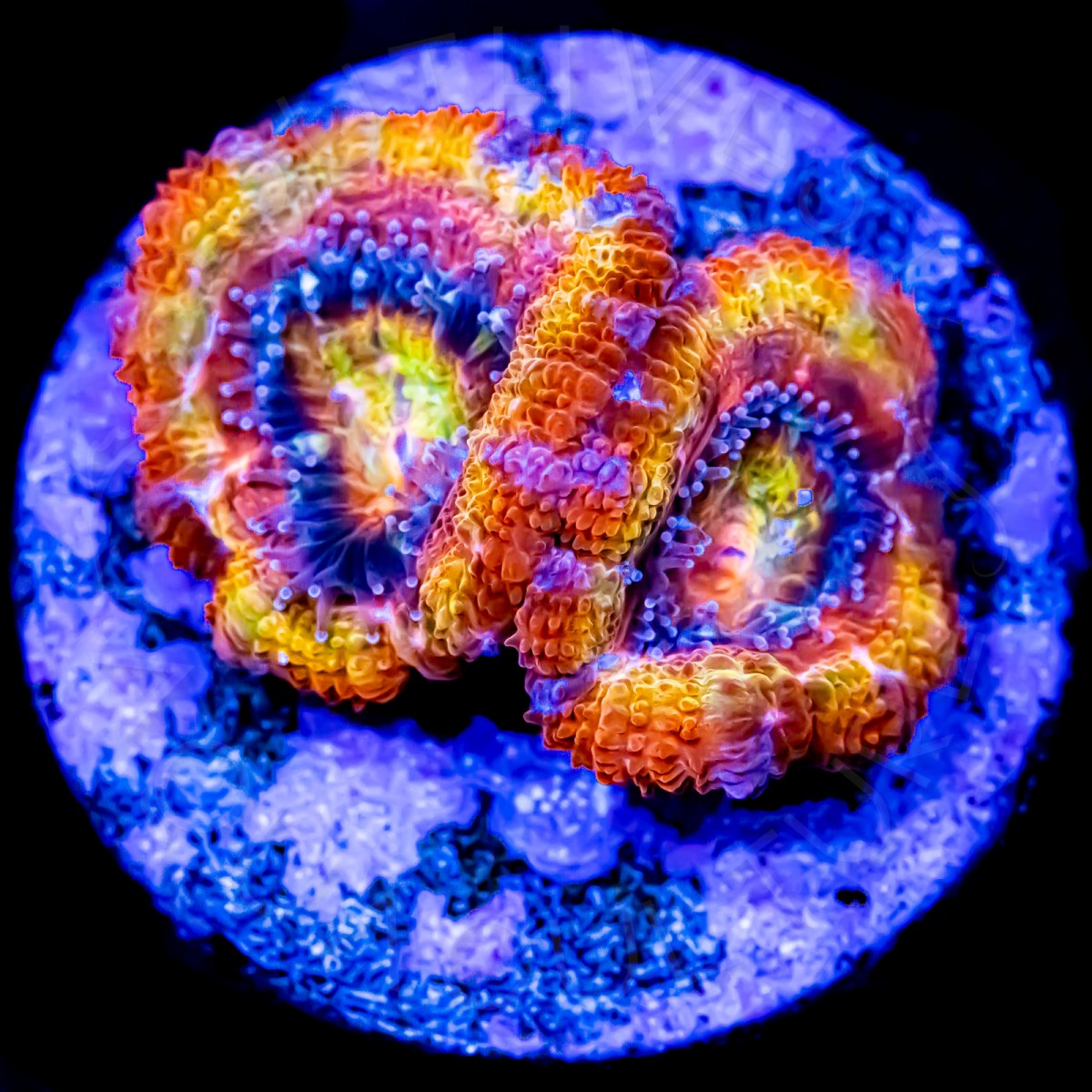 Cherry Bomb Rainbow Lord - WYSIWYG