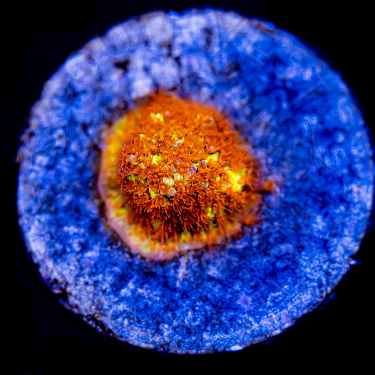 Burning Banana Stylocoeniella - WYSIWYG