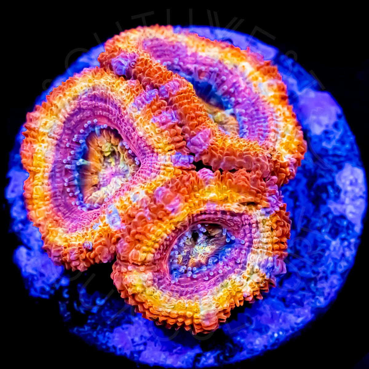 Cherry Bomb Rainbow Lord - WYSIWYG