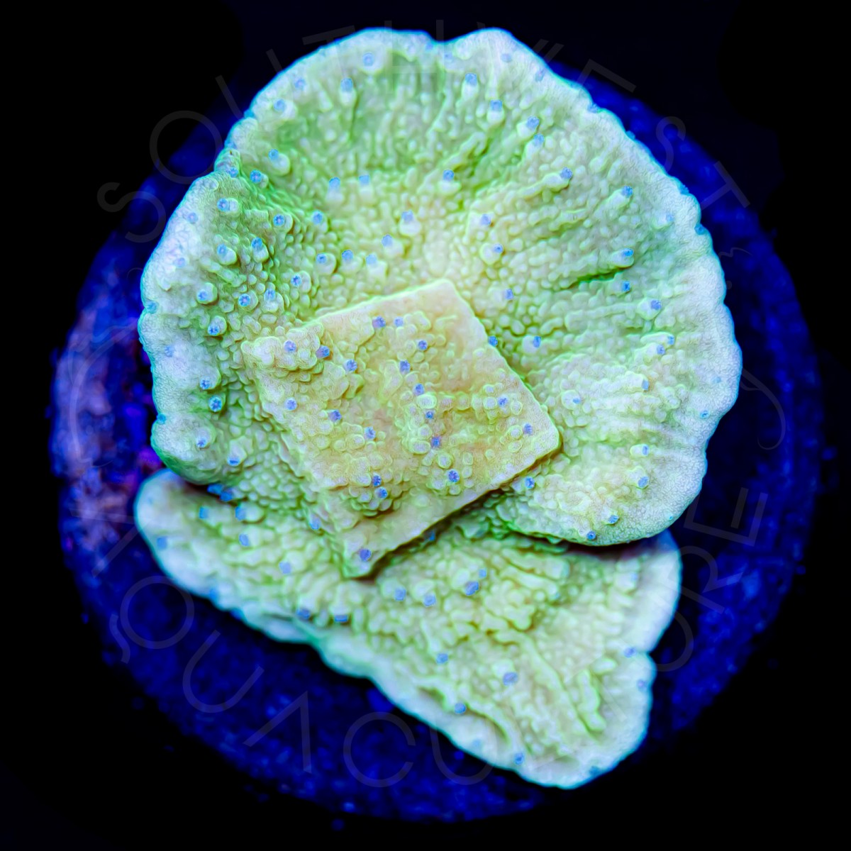 Flower Petal Montipora - WYSIWYG
