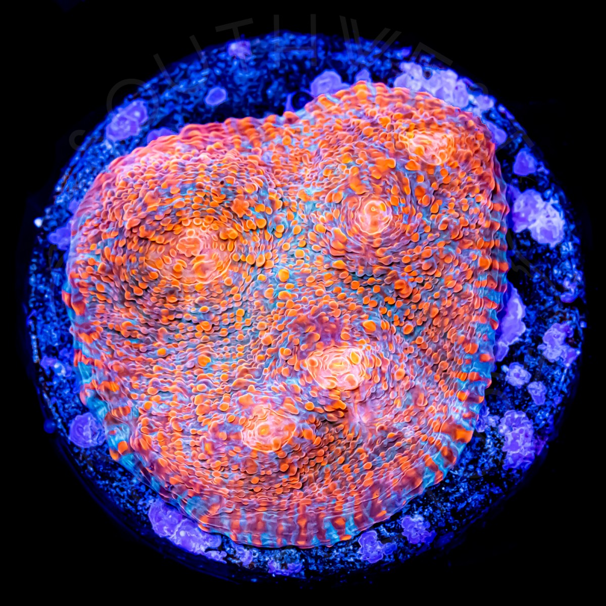 Magma Chalice - WYSIWYG