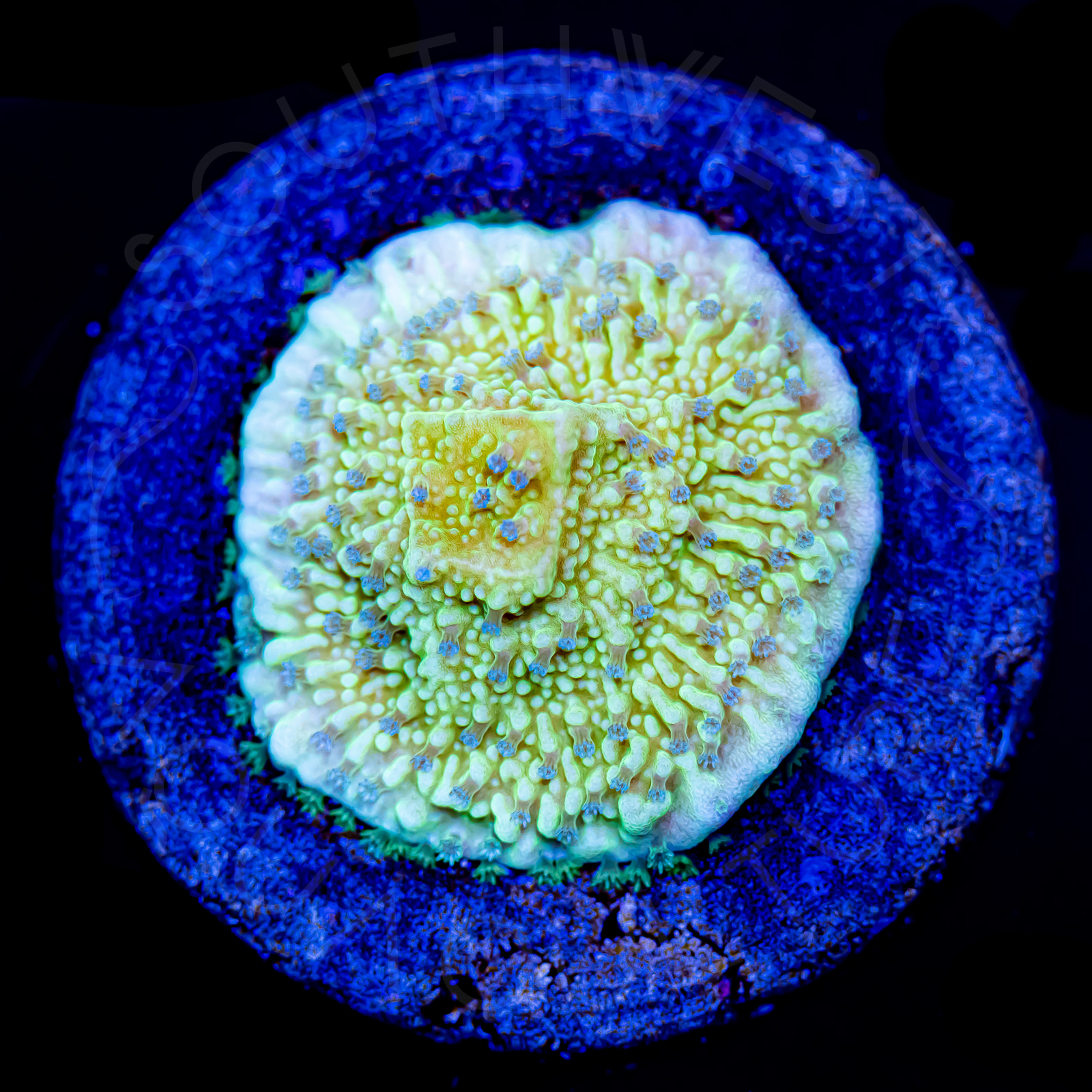 Flower Petal Montipora - WYSIWYG