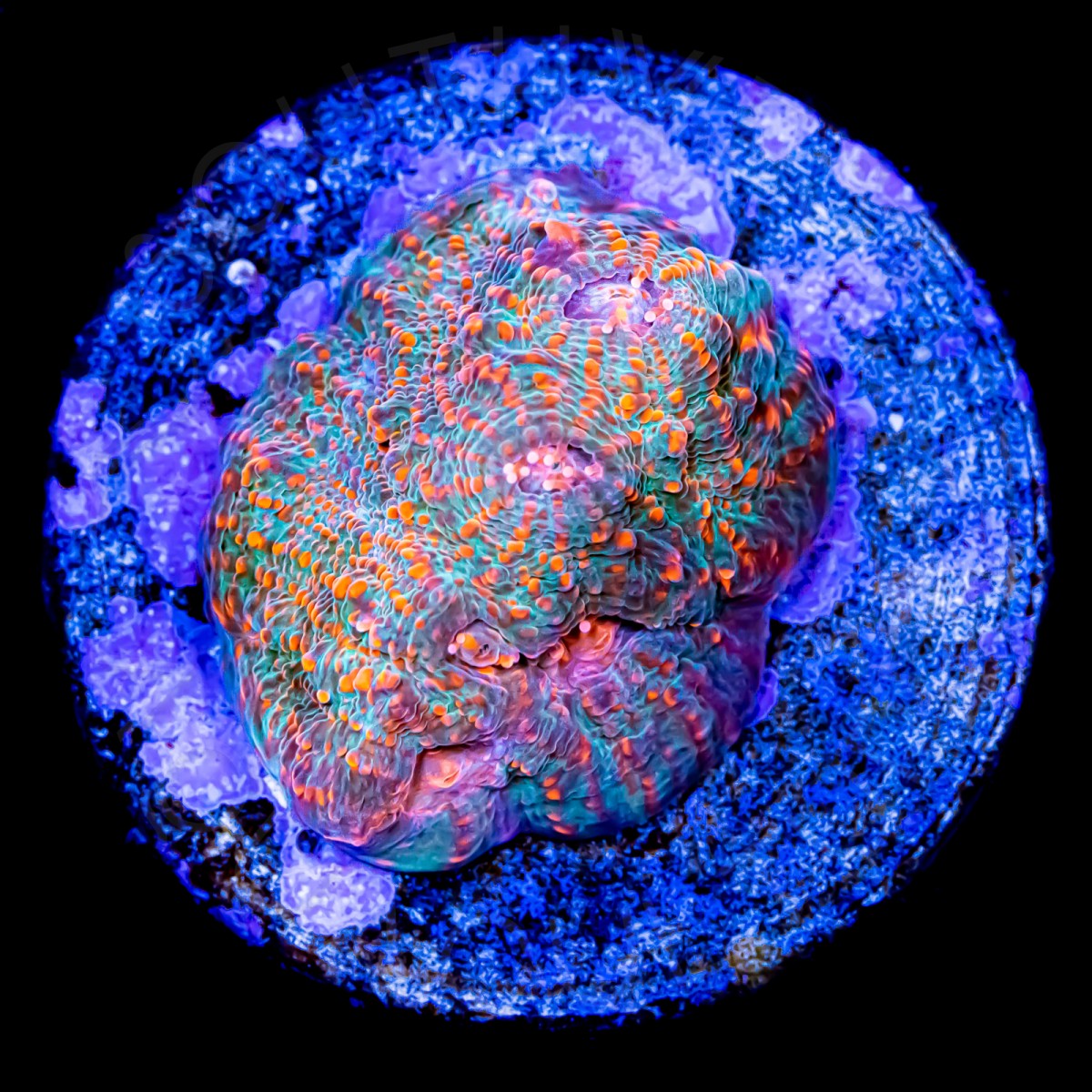 Magma Chalice - WYSIWYG