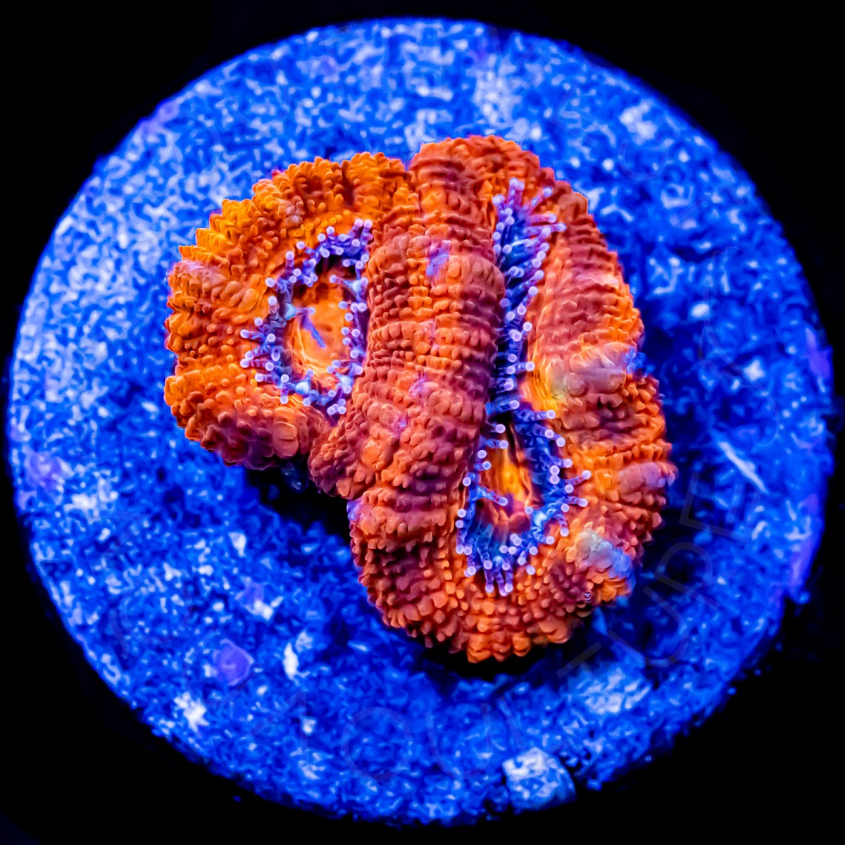 Radiant Red Aussie Lord - WYSIWYG