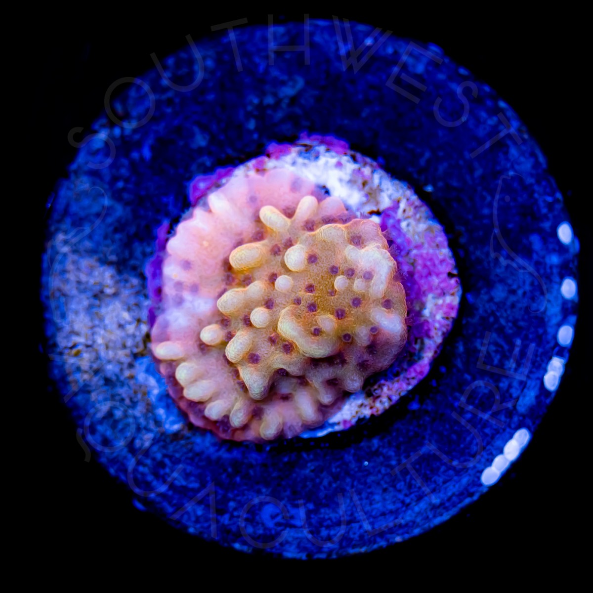 Slow Burn Montipora - WYSIWYG