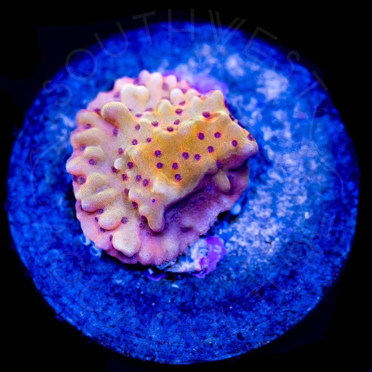 Slow Burn Montipora - WYSIWYG