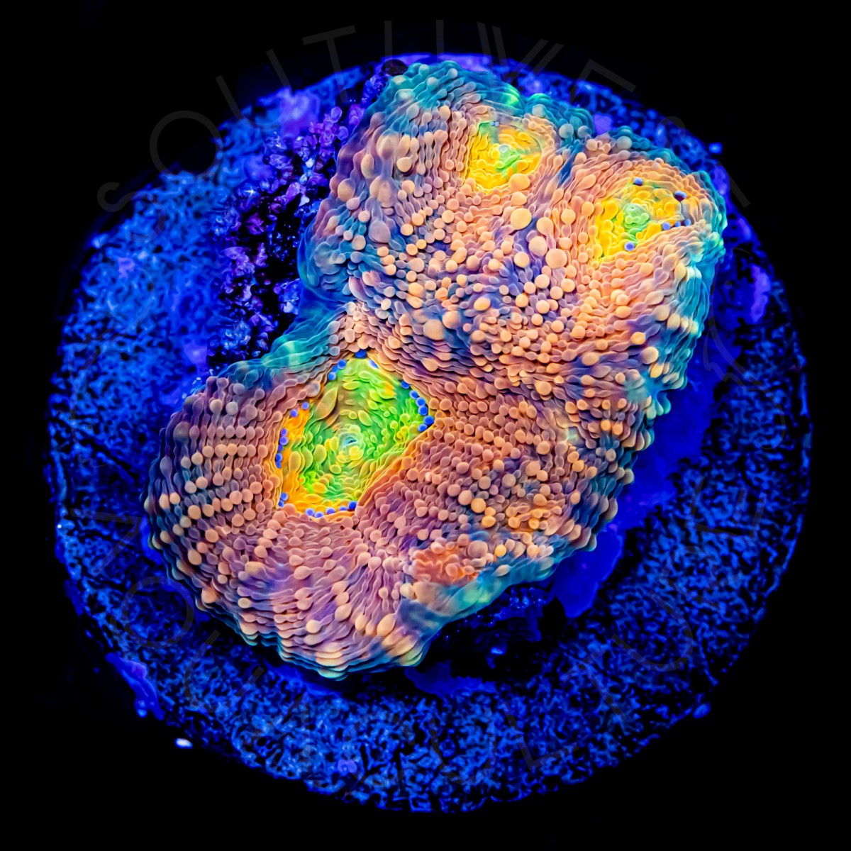 Orange Crush Echinata - WYSIWYG