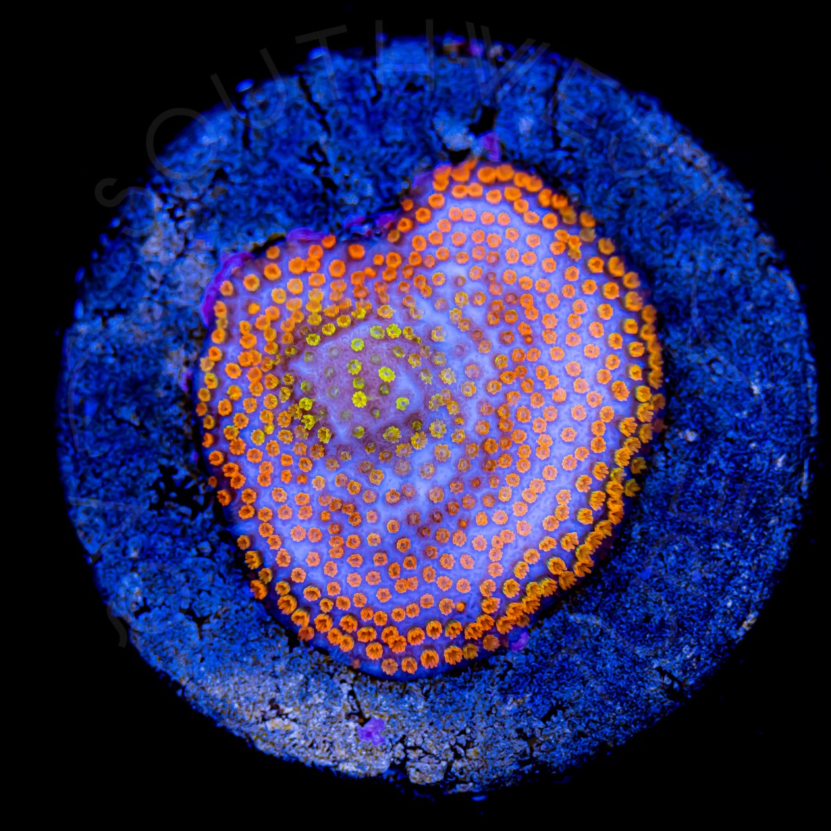 Rainbow Montipora - WYSIWYG