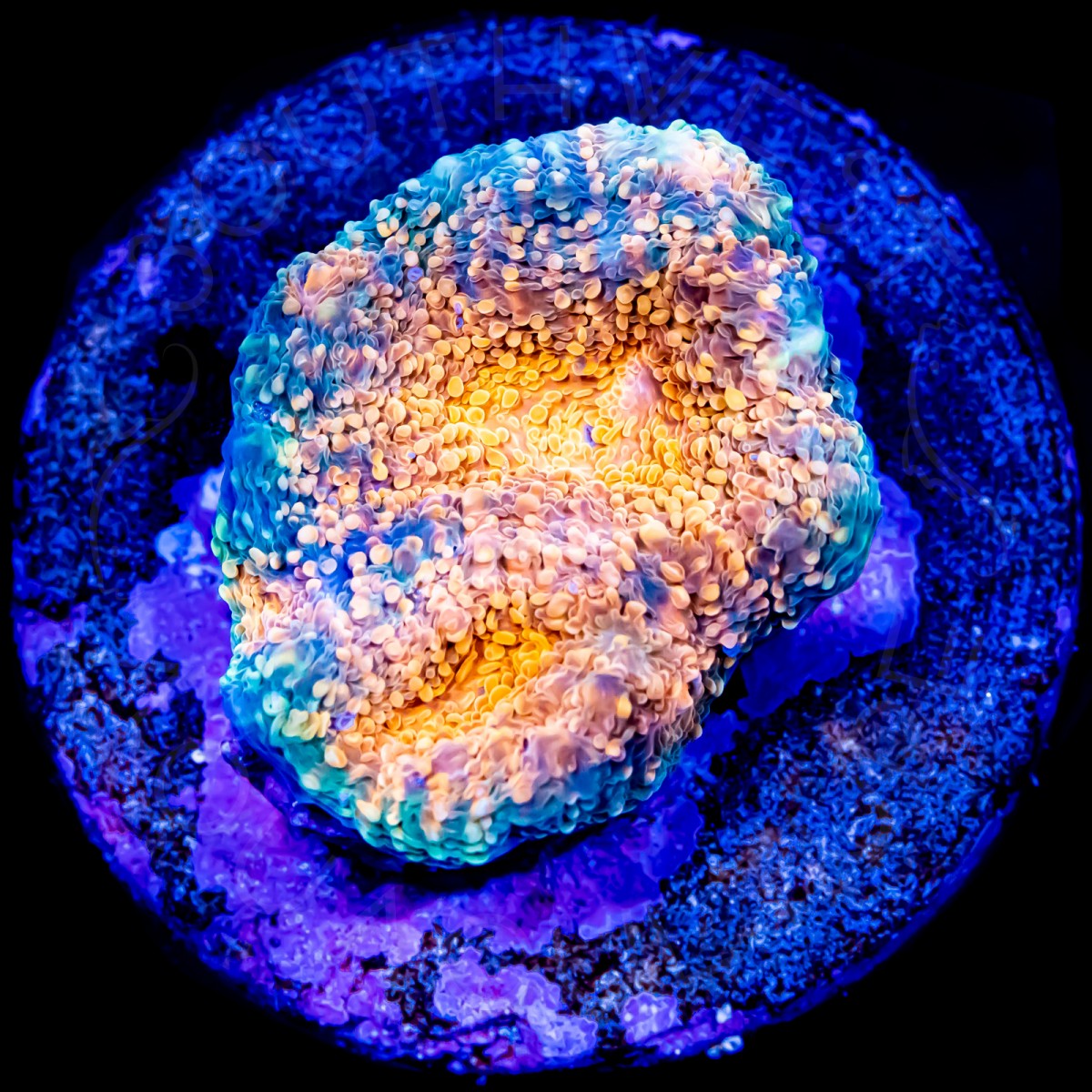 Orange Crush Echinata - WYSIWYG