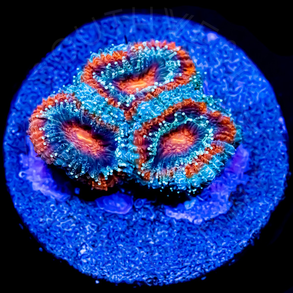 Solar Flare Micromussa - WYSIWYG