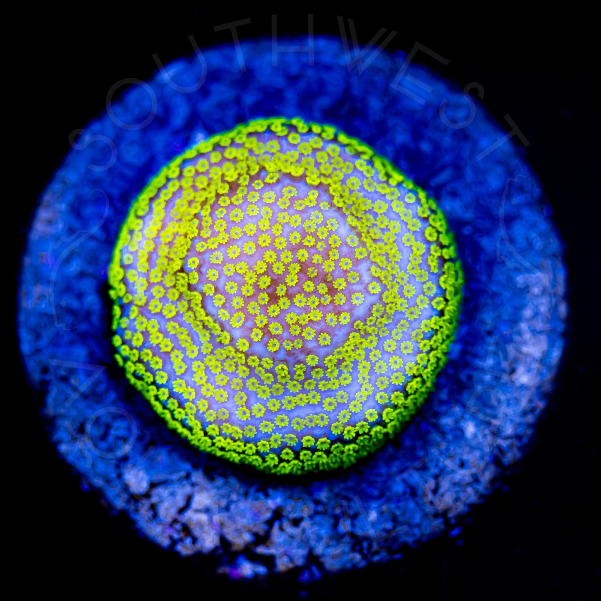 Pokerstar Montipora - WYSIWYG