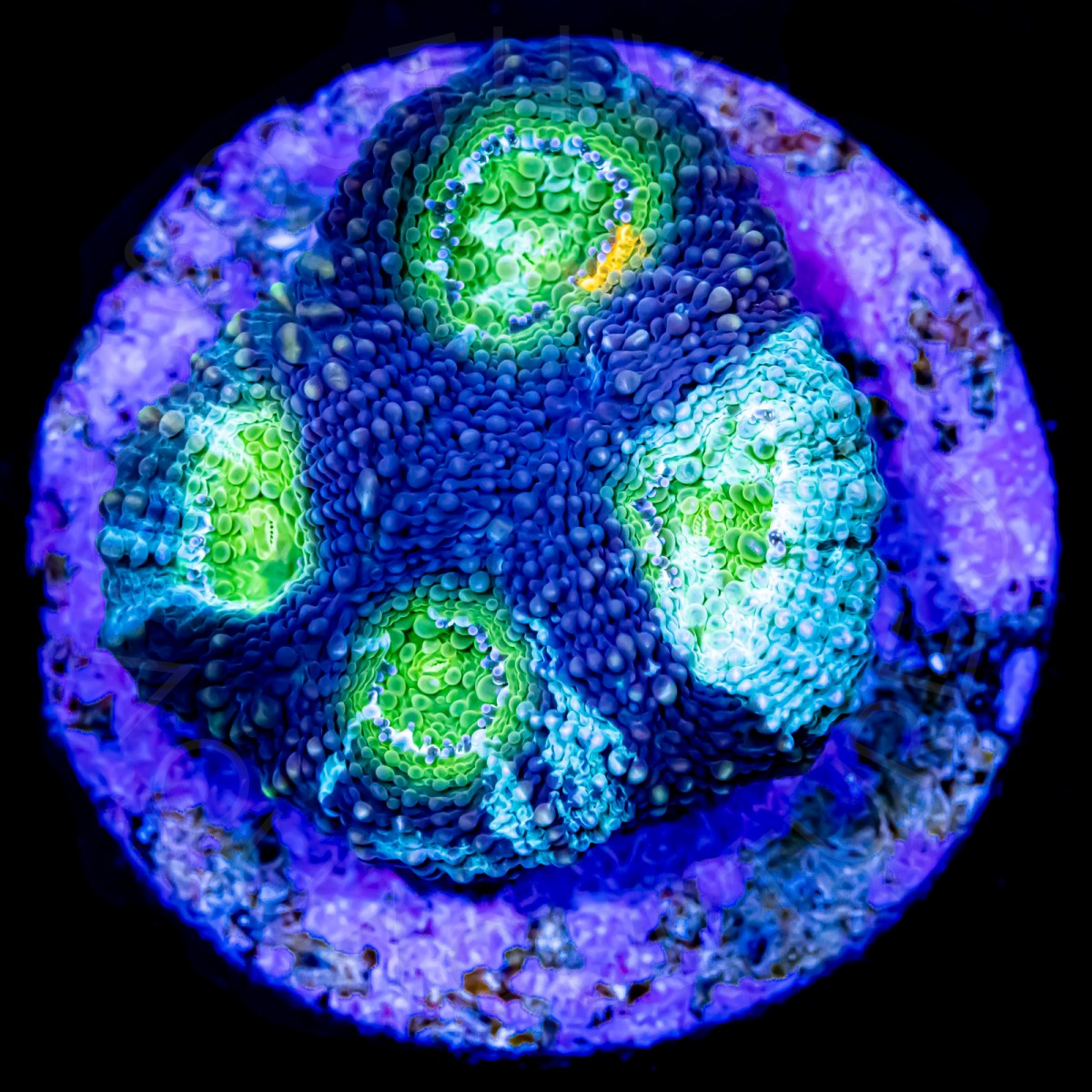 Sour Patch Echinata - WYSIWYG