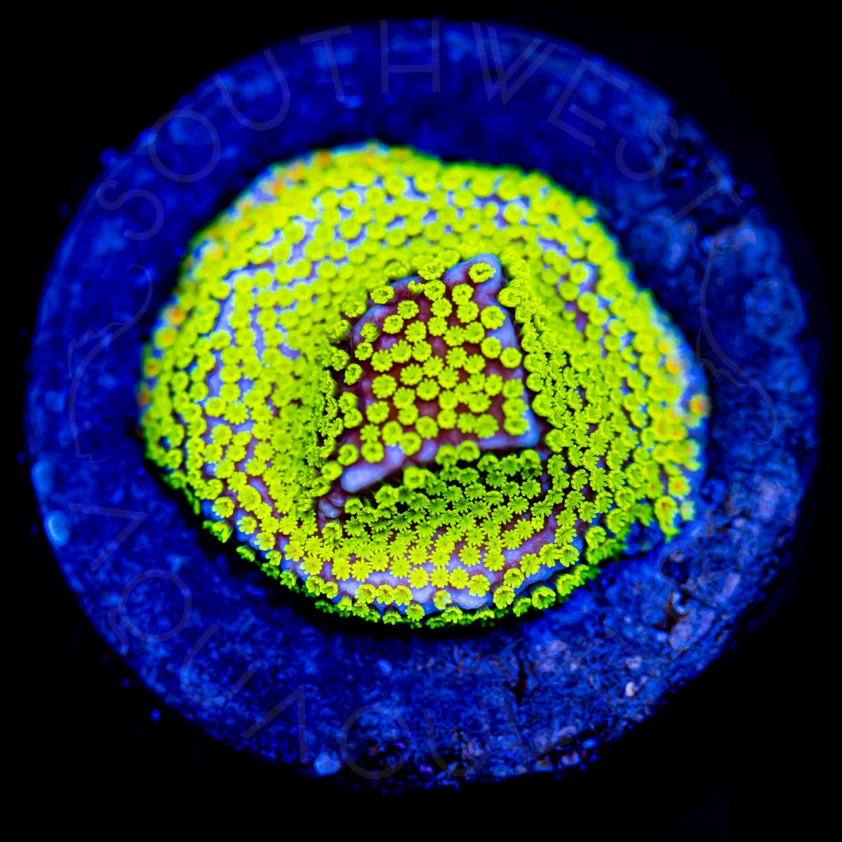 Pokerstar Montipora - WYSIWYG