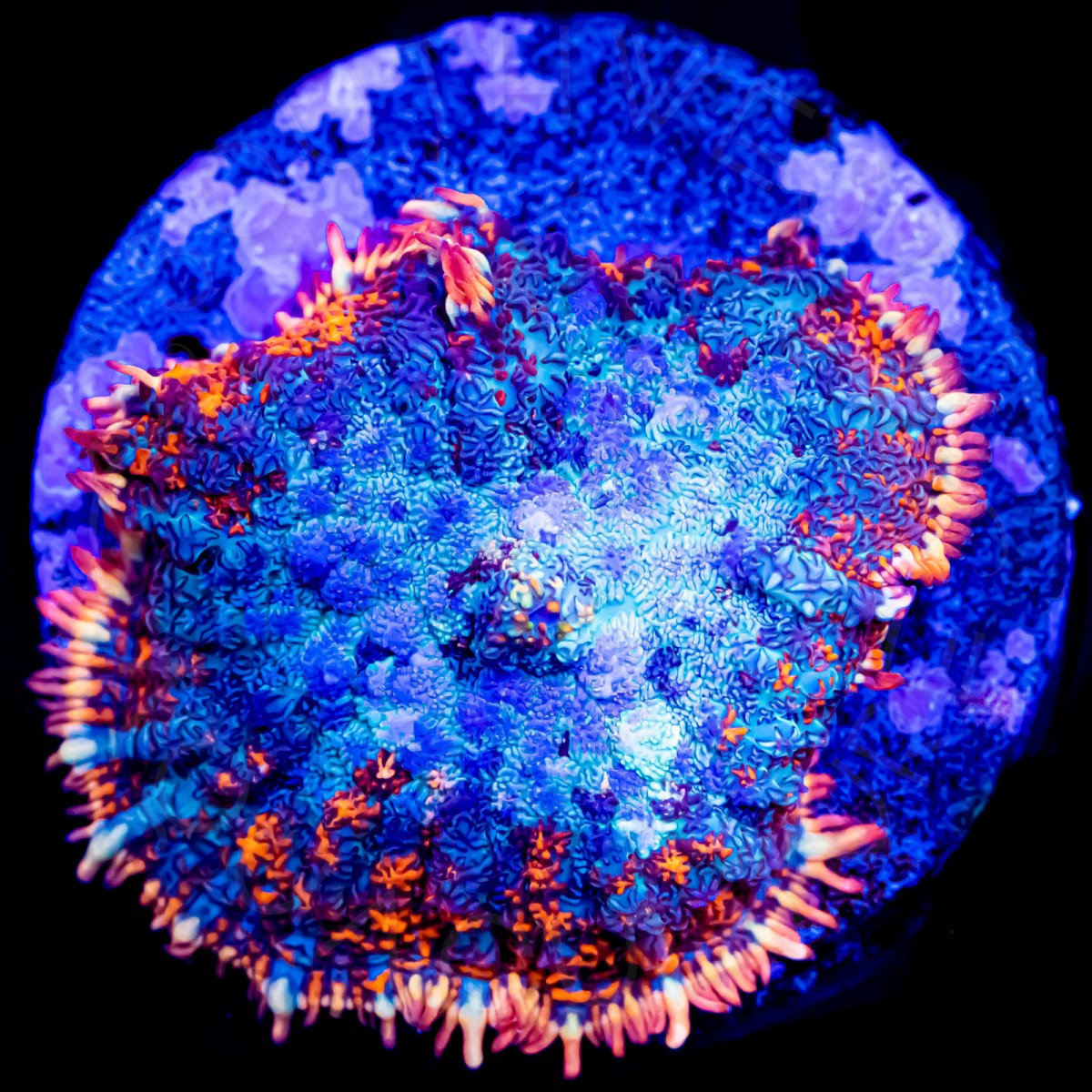 Ultra Bullseye Rhodactis - WYSIWYG