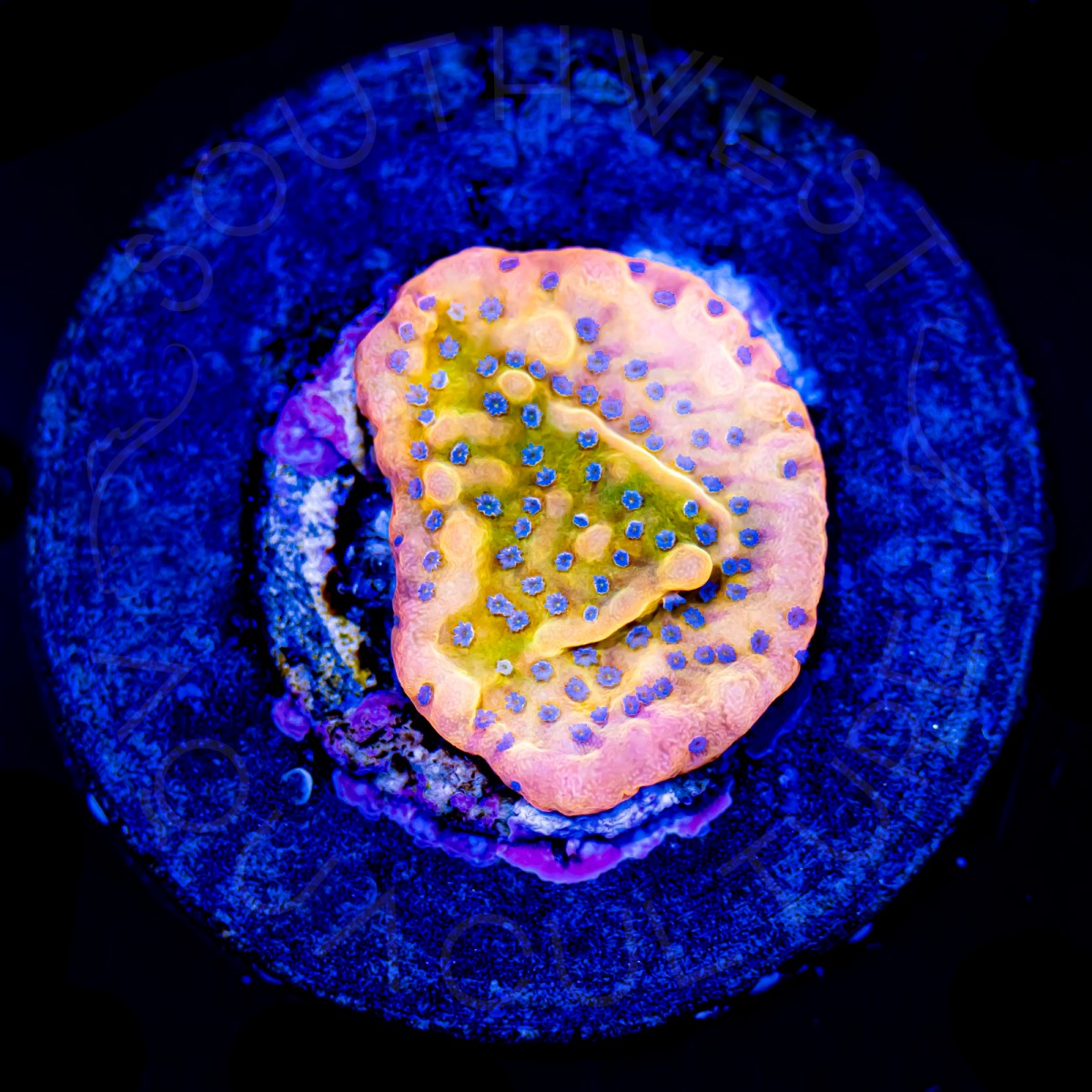 Beach Bum Montipora - WYSIWYG