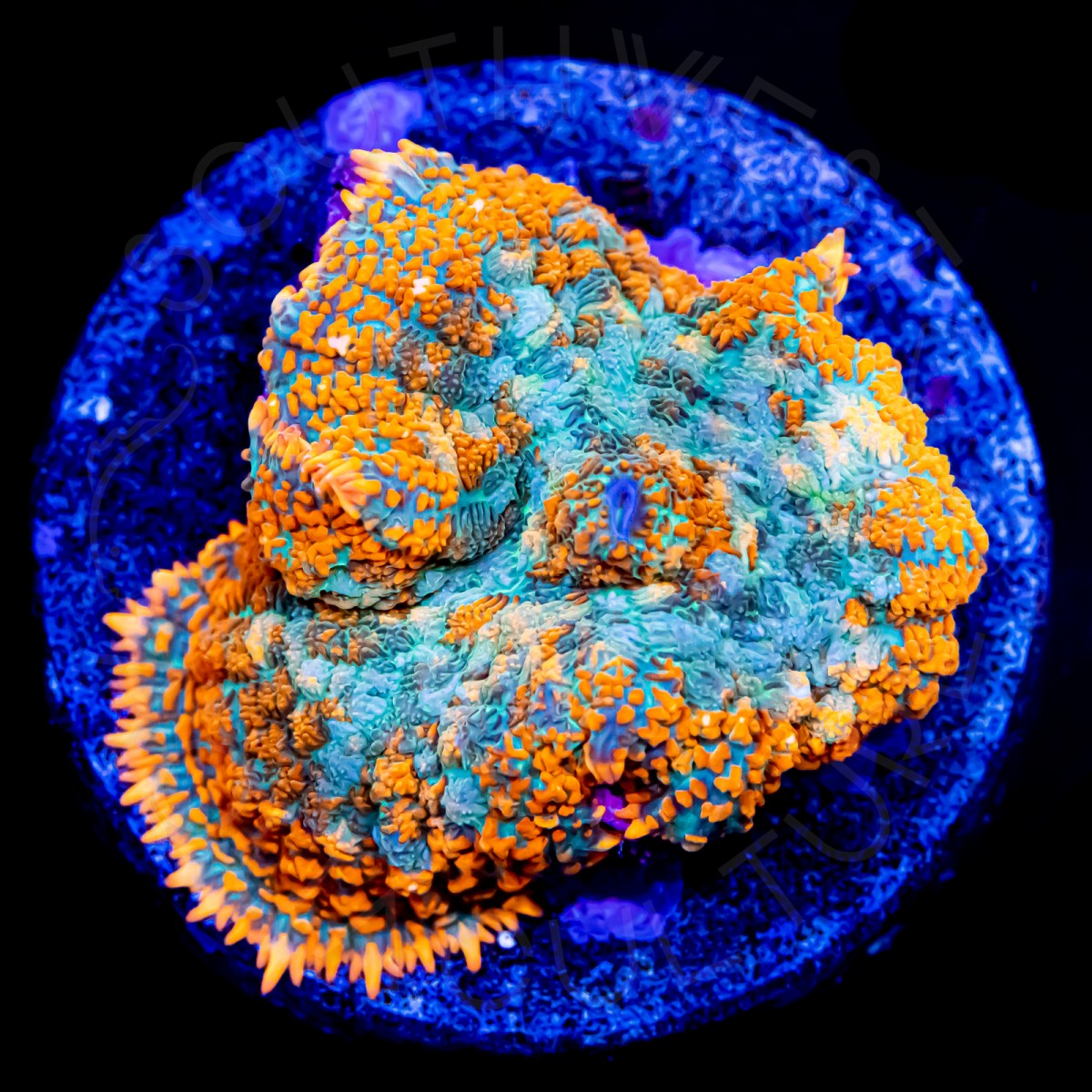 Ultra Bullseye Rhodactis - WYSIWYG